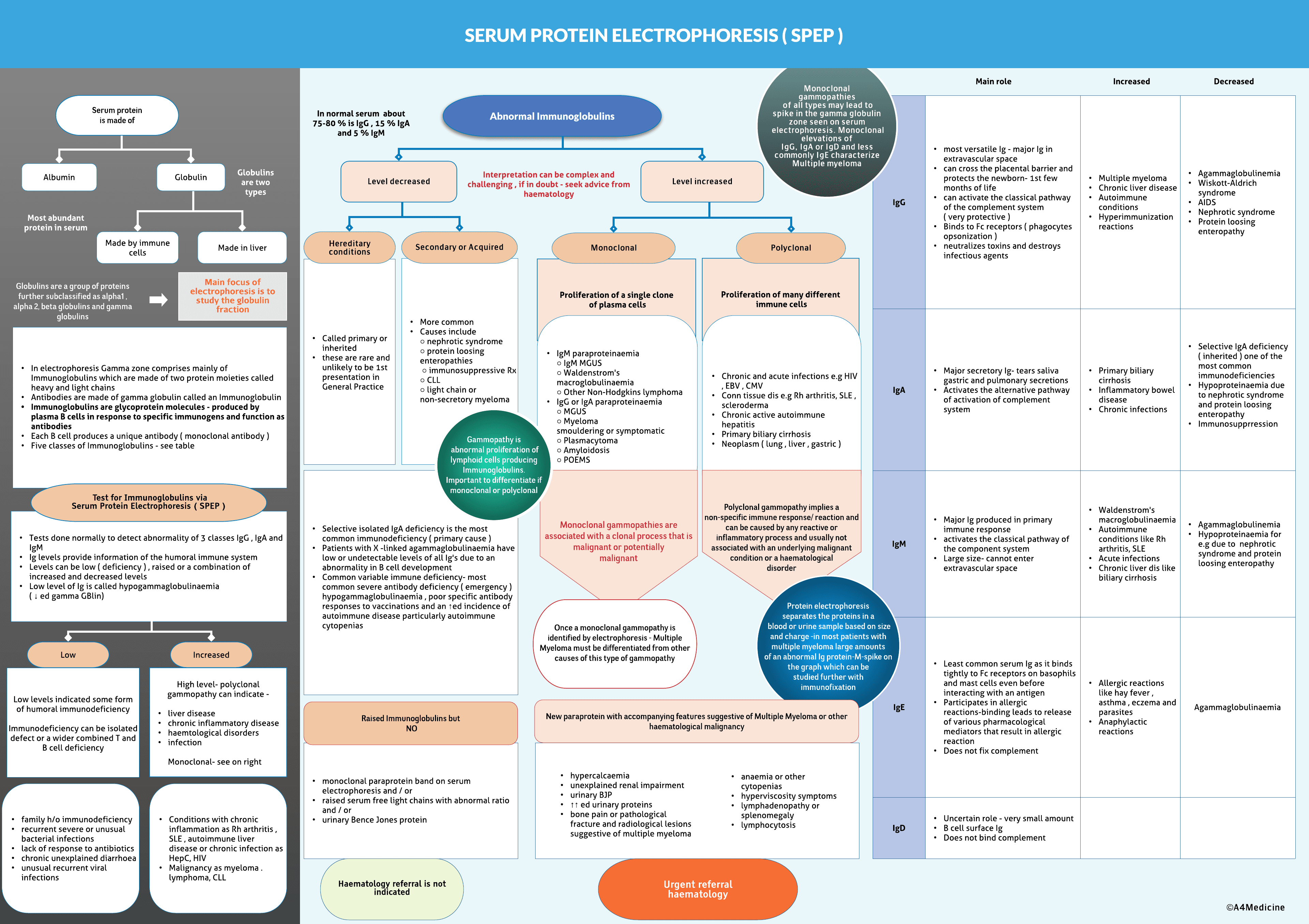 Serum Protein Electrophoresis -Interpretation